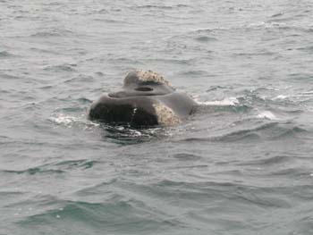 Ballena franca austral, Argentina