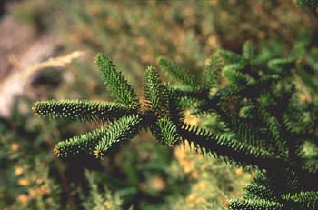 Abeto pinsapo - Hojas (Abies pinsapo)