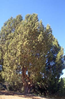 Sabina albar (Juniperus thurifera)