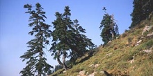 Abeto pinsapo - Porte (Abies pinsapo)