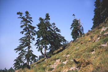 Abeto pinsapo - Porte (Abies pinsapo)