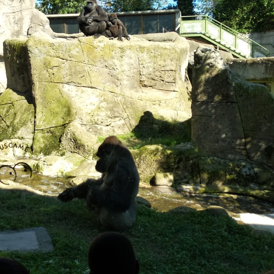 Visita al zoo 2019 26