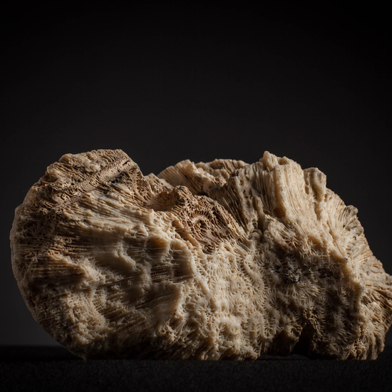 IES_CARDENALCISNEROS_CONCHAS_096