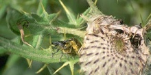 Gorgojo de los cardos (Dorytomus sp.)