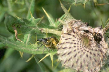 Gorgojo de los cardos (Dorytomus sp.)