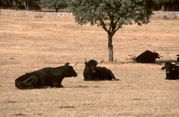Vaca doméstica (Bos taurus)
