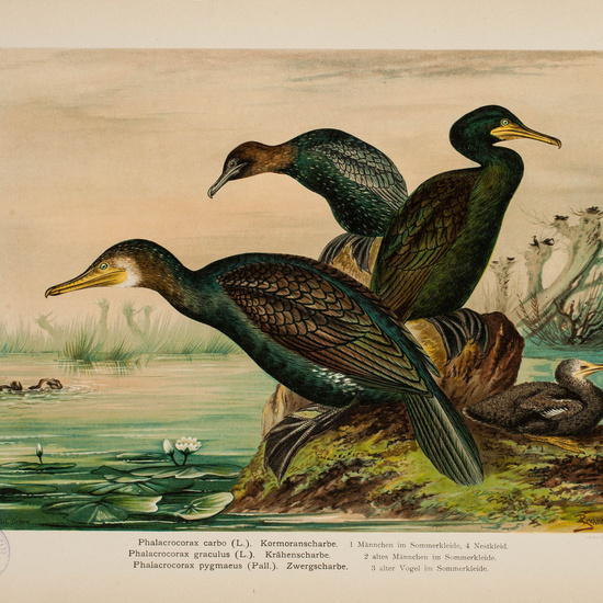 IES_CARDENALCISNEROS_AVES_LAMINAS_088