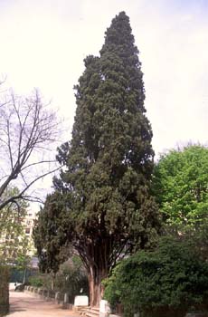 Ciprés - Porte (Cupressus sempervivens)