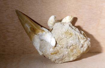 Tiburón-diente (Peces) Eoceno