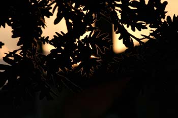 Rebollo / melojo - Hoja (Quercus pyrenaica)