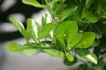 Bonetero del Japón (Euonymus japonicus)