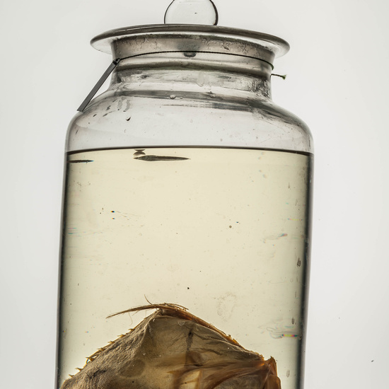 IES_CARDENALCISNEROS_CIENCIASNATURALES_185