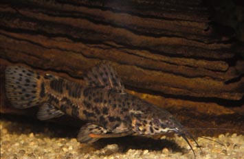 Loricarido (Hoplosternum toracathum)