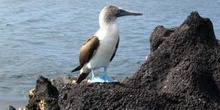 Piquero de patas azules, Ecuador