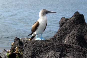 Piquero de patas azules, Ecuador