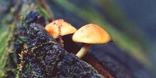 Hypholoma del aliso