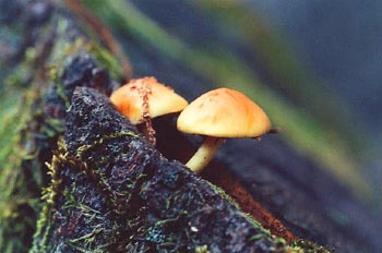 Hypholoma del aliso