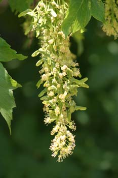 Arce blanco - Fruto (Acer pseudoplatanus)