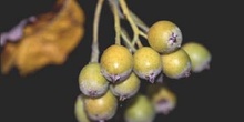 Mostajo (Sorbus aria)