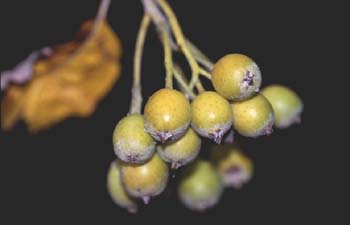 Mostajo (Sorbus aria)