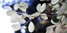 Mostajo - Hojas (Sorbus aria)