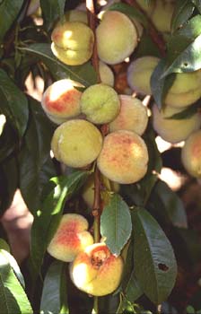 Melocotonero (Prunus persica)