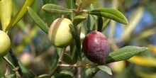 Olivo - Fruto (Olea europaea)