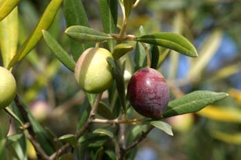 Olivo - Fruto (Olea europaea)