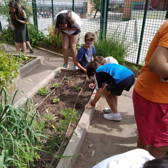 2019_06_07_Los alumnos de Quinto observan los insectos del huerto_CEIP FDLR_Las Rozas 10