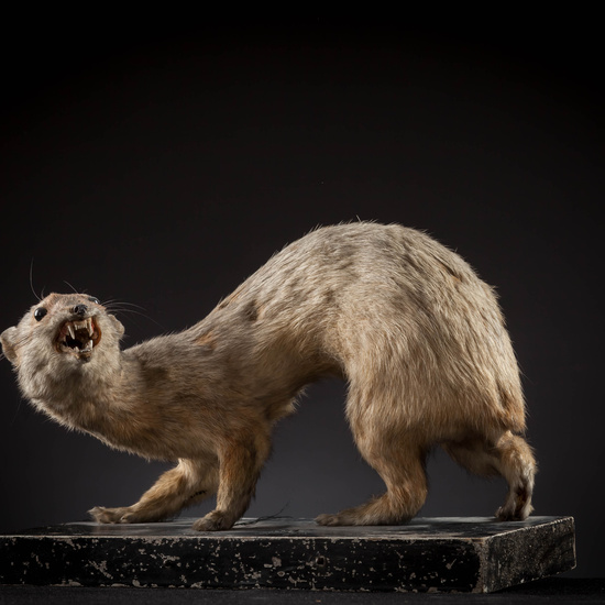 IES_SANISIDRO_MUSEO_Zoolgía_139