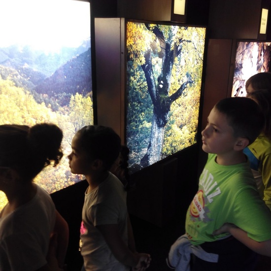 Visita a la exposición El Bosque. 1º 2º Primaria. CEIP Pinocho. 2016/17 12