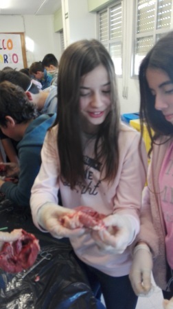 2018_02_09_DISECCION CORAZON Y PULMONES_SEXTO_CEIP FDLR_LAS ROZAS_2 15