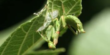 Mantis jóven (Mantis religiosa)