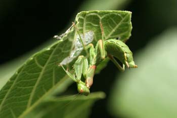 Mantis jóven (Mantis religiosa)
