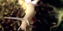 Caracol rayado (Cepaea nemoralis)