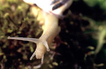 Caracol rayado (Cepaea nemoralis)