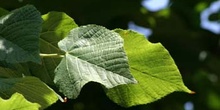 Tilo común - Hoja (Tilia platyphyllos)