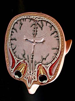 Sección inferior media frontal cabeza