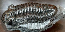 Toletanaspis trivignoni (Trilobites) Ordovícico