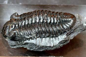 Toletanaspis trivignoni (Trilobites) Ordovícico