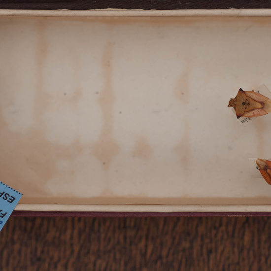 IES_CARDENALCISNEROS_Insectos_017