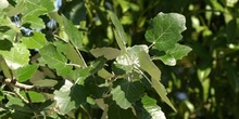 álamo cano - Hoja (Populus canescens)