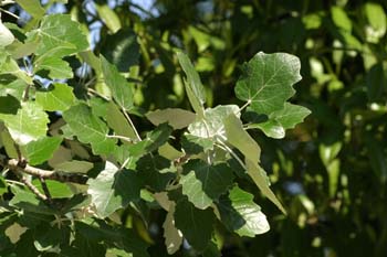 álamo cano - Hoja (Populus canescens)