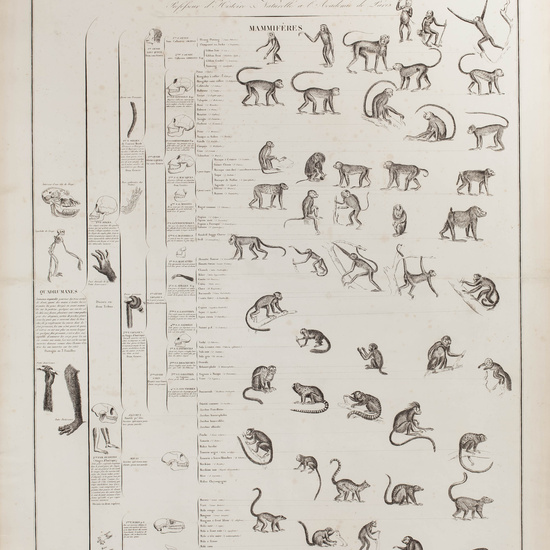 IES_CARDENALCISNEROS_ZOOLOGIA_I_LAMINAS_002