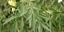 Fresno de hoja estrecha - Hoja (Fraxinus angustifolia)