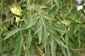 Fresno de hoja estrecha - Hoja (Fraxinus angustifolia)