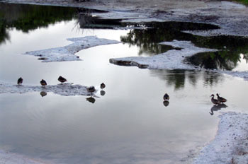 Poza de las Salinas en Puerto Villamil en la Isla Isabela, Ecuad