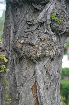 Pan y quesillos - Tronco (Robinia pseudoacacia)