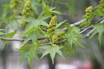 Liquidámbar (Liquidambar styraciflua)