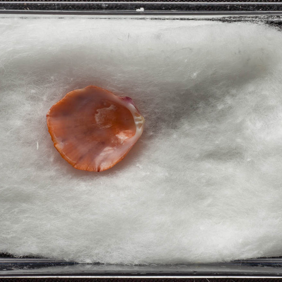 IES_ISABELLACATOLICA_BIOLOGIA_469